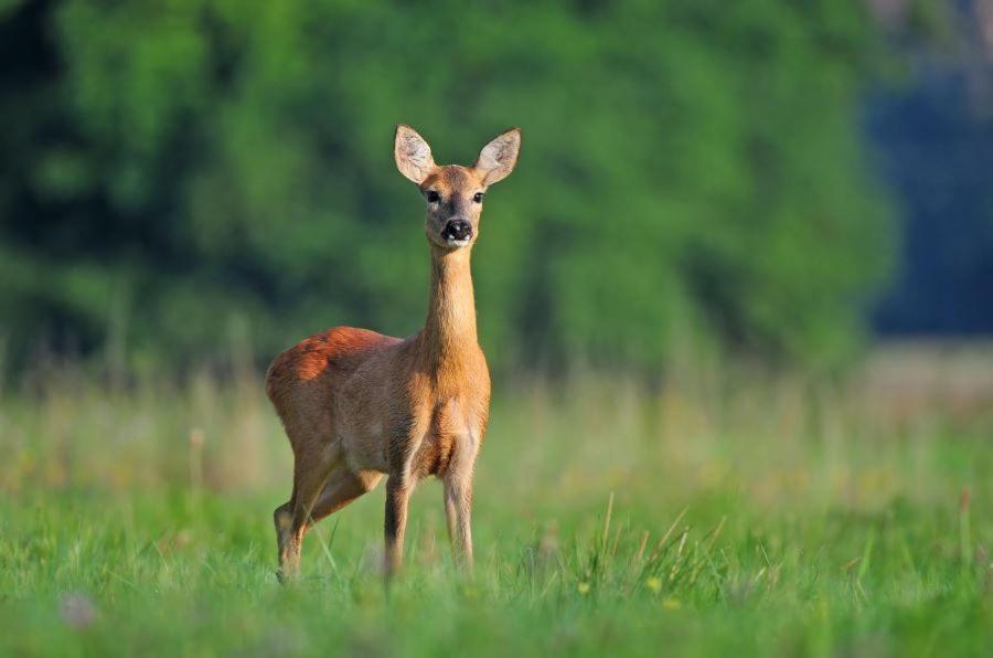 Ferienwohnung Am Weltnaturerbe Grumsin Ziehten Buitenkant foto