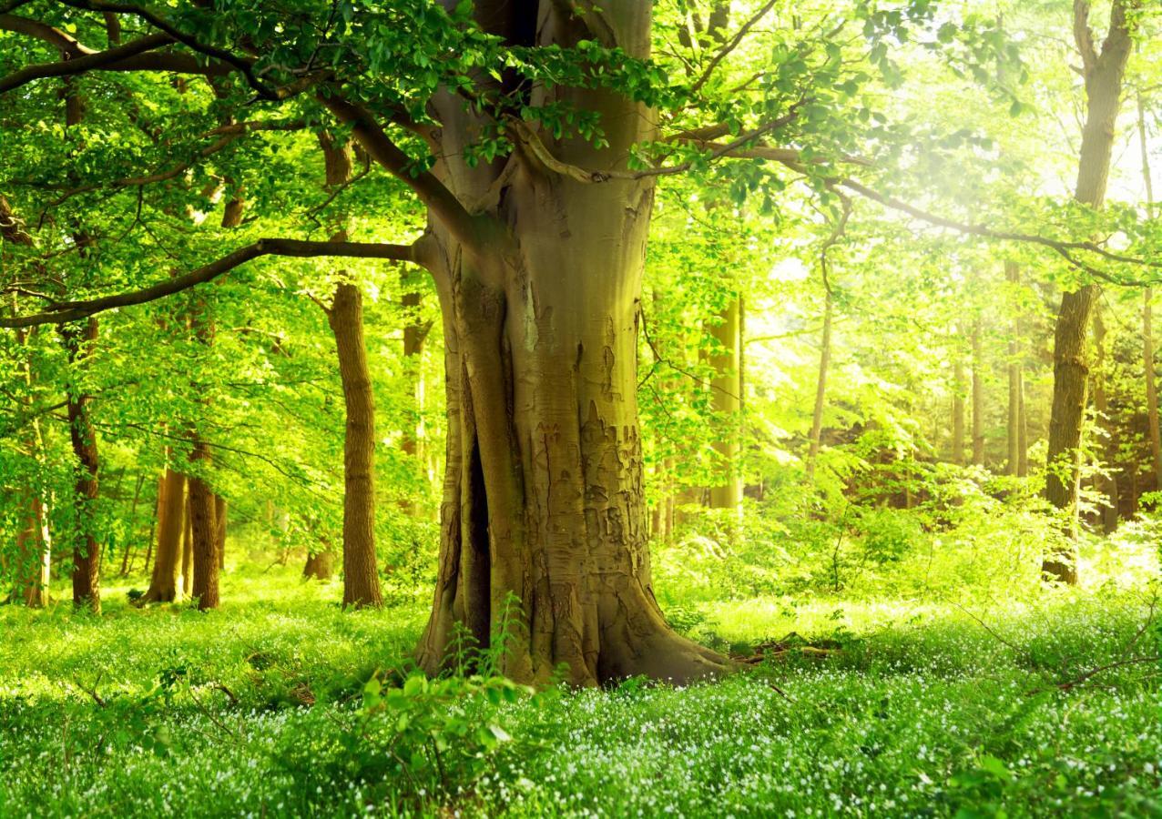 Ferienwohnung Am Weltnaturerbe Grumsin Ziehten Buitenkant foto