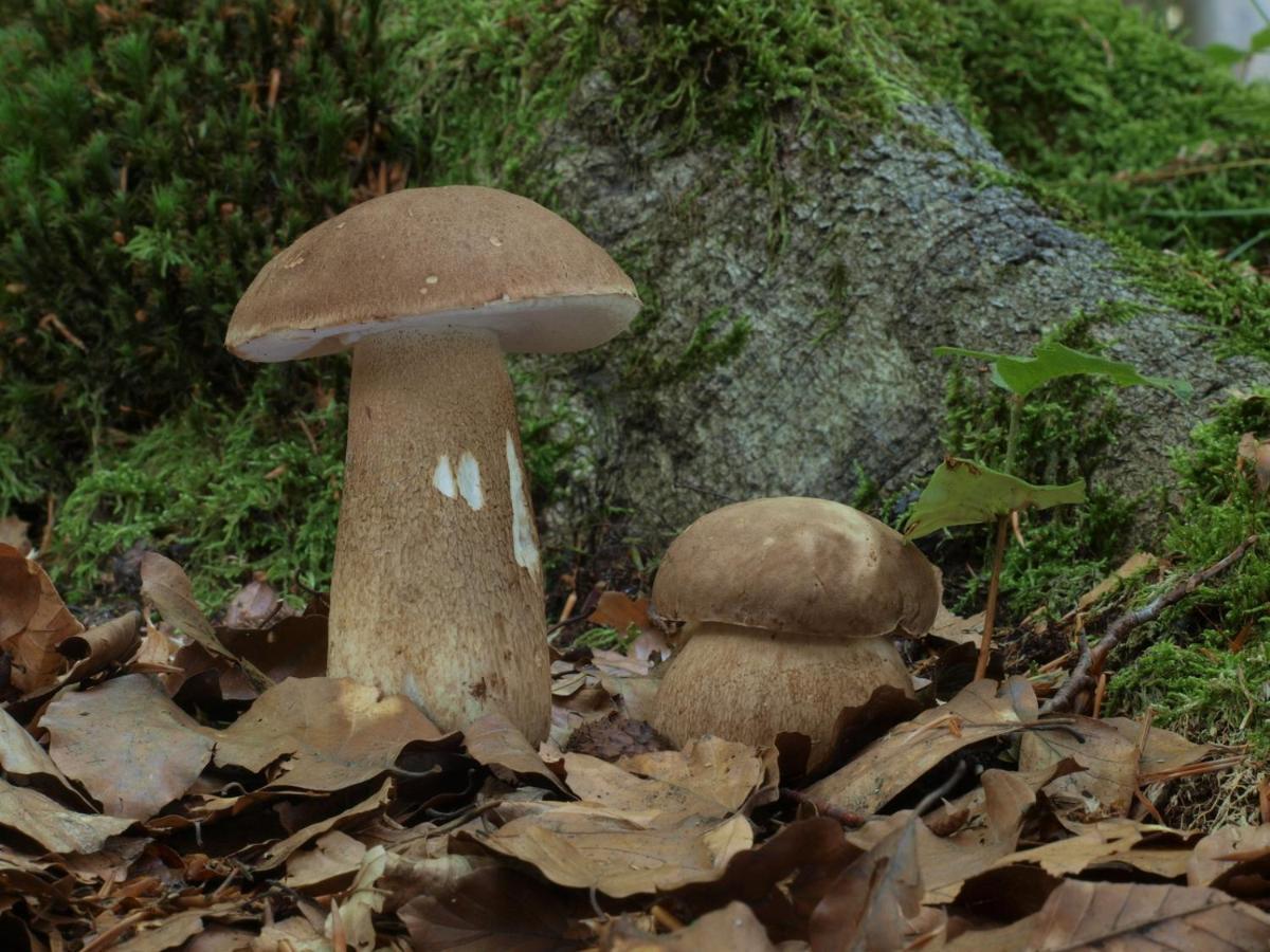 Ferienwohnung Am Weltnaturerbe Grumsin Ziehten Buitenkant foto