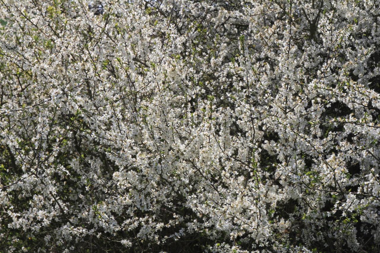Ferienwohnung Am Weltnaturerbe Grumsin Ziehten Buitenkant foto