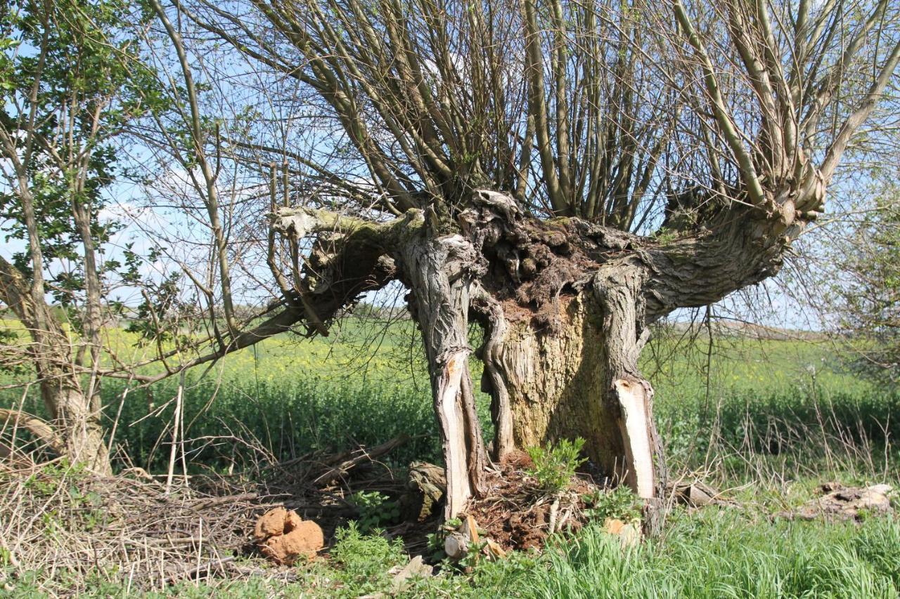 Ferienwohnung Am Weltnaturerbe Grumsin Ziehten Buitenkant foto